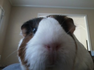 snufus