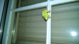 IMG_20150509_220904757